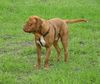 Bordeauxdogge Foto: Bald bin ich 2 Jahre alt (ID 20372) Bordeauxdogge Hund