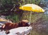 Bordeauxdogge Foto: ... Affenhitze 2003 - nur so liess sich die überstehen :o) Bäuchlein kühlen, Kopfstütze und Sonnenschirm - jaaaa :o) (ID 11614) Bordeauxdogge Hund