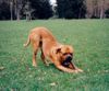 Bordeauxdogge Foto: ... ich liebe Stockis :o) ... soll ich nun die fotografierende Mama da vorne abknutschen, oder mich doch lieber bequem hinlegen??? :o) (ID 11613) Bordeauxdogge Hund
