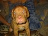 Bordeauxdogge Foto: das ist die kleine winnie eine süsse freche maus. (ID 28148) Bordeauxdogge Hund