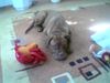 Bordeauxdogge Foto: hmm....mit welchem spiel ich zuerst??? (ID 25004) Bordeauxdogge Hund