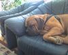Bordeauxdogge Foto: immer noch Dusty beim schlafen:o)) (ID 25005) Bordeauxdogge Hund