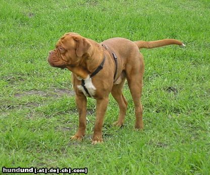 Bordeauxdogge Hunde Foto 20372 in höherer Auflösung ansehen Bordeauxdogge Bald bin ich 2 Jahre alt