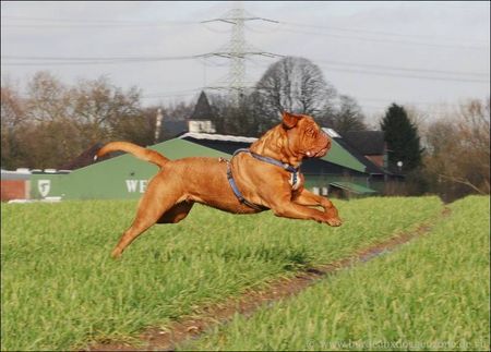 Bordeauxdogge Sam in Action