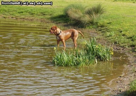 Bordeauxdogge Hunde Foto 12000 Bordeauxdogge Sam im Mai 2004