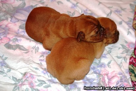 Bordeauxdogge Hunde Foto 45001 Bordeauxdogge