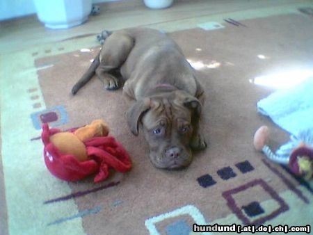 Bordeauxdogge Hunde Foto 25004 in höherer Auflösung ansehen Bordeauxdogge hmm....mit welchem spiel ich zuerst???