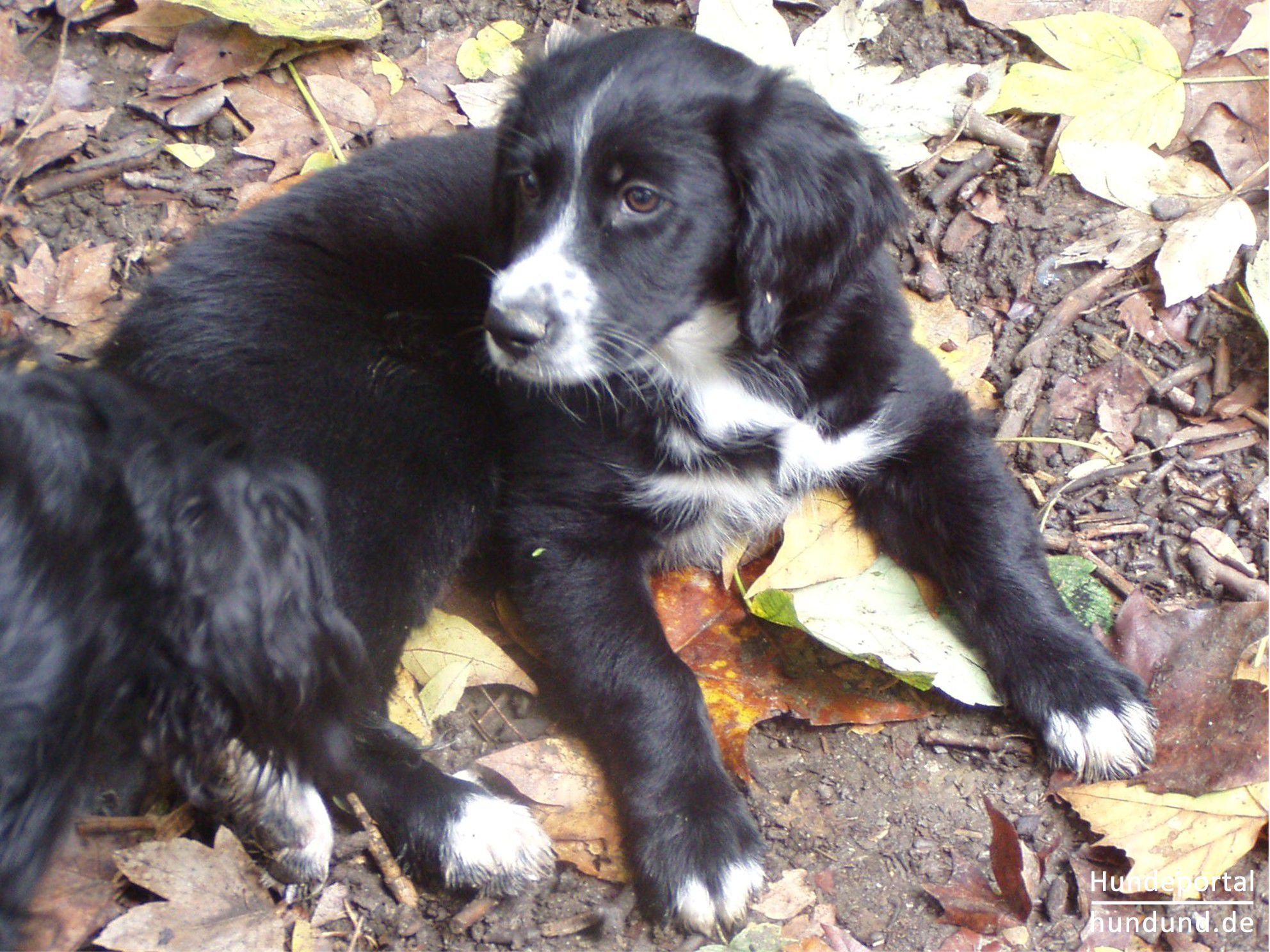 Border Collie Foto 25030 Hundund De