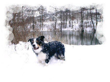 Border Collie Hunde Foto 27044 in höherer Auflösung ansehen Border Collie Winterzauber