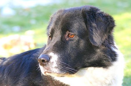 Border Collie Hunde Foto 27351 in höherer Auflösung ansehen Border Collie Akira am 04.Dez.05