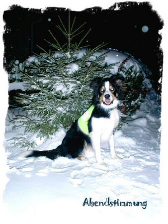Border Collie Hunde Foto 27045 in höherer Auflösung ansehen Border Collie Abendstimmung
