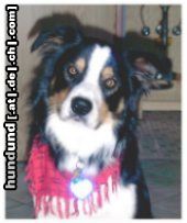 Border Collie Hunde Foto 13339 Border Collie MeinLieblingsportrait