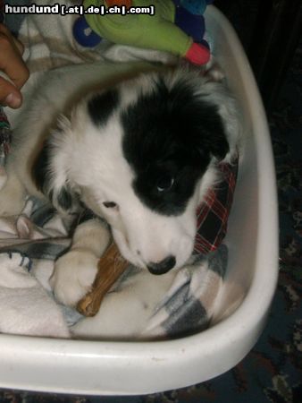 Border Collie Hunde Foto 6465 Border Collie Border-Collie Mischling