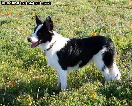 Border Collie Hunde Foto 23440 in höherer Auflösung ansehen Border Collie Momo