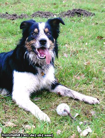 Border Collie Hunde Foto 13194 Border Collie Glückliches Borderschweinchen