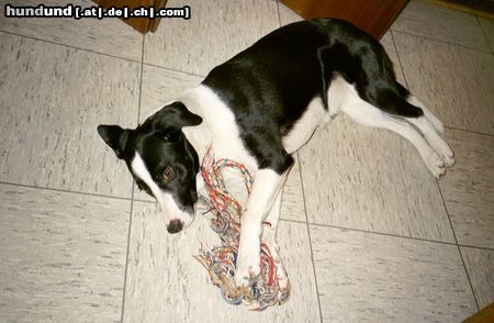 Border Collie Hunde Foto 7066 Border Collie Ronja´s lieblings Spielzeug