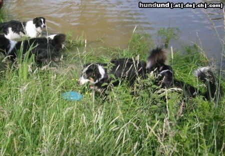 Border Collie Hunde Foto 13231 Border Collie Border und Aussie Treffen in Hamm