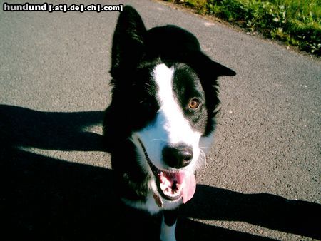 Border Collie Hunde Foto 6526 Border Collie Mein bester Freund Fly mit 9 Monaten