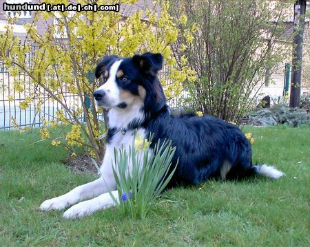 Border Collie Hunde Foto 13195 Border Collie Achtung! Hübsches Fräulein im Anmarsch!
