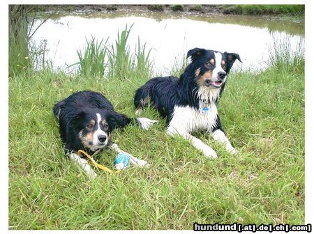 Border Collie Hunde Foto 13341 Border Collie Balu und Brisby nach dem Wasserspiel