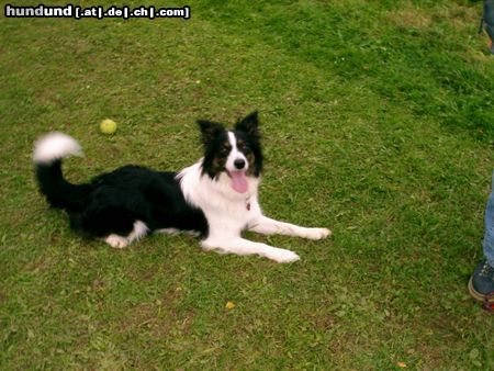 Border Collie Hunde Foto 18750 Border Collie border collie-mix MOLLY,2jahre