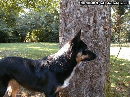 Border Collie Hunde Foto 5022 Border Collie Waiting for the ball