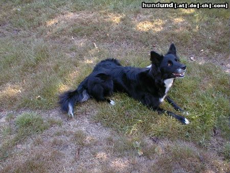 Border Collie Hunde Foto 5023 Border Collie Also waiting for the ball