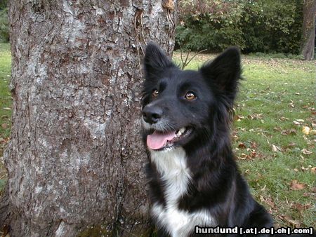 Border Collie Hunde Foto 5096 Border Collie