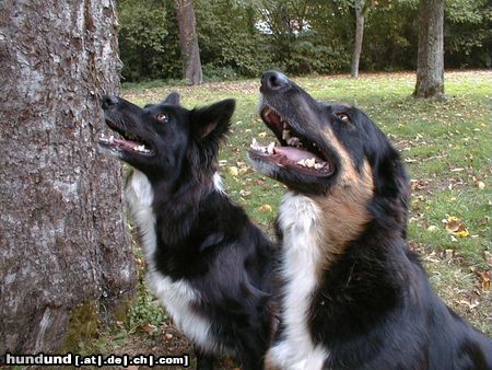 Border Collie Hunde Foto 5097 Border Collie Angel and Blaithin