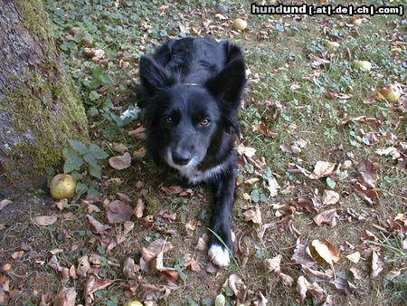 Border Collie Hunde Foto 5100 Border Collie Blaithin