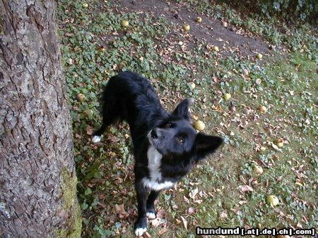 Border Collie Hunde Foto 5101 Border Collie Blaithin