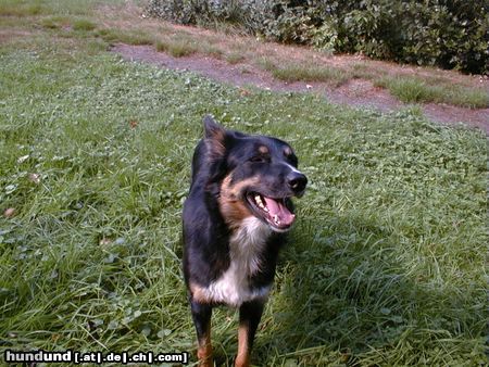 Border Collie Hunde Foto 5099 Border Collie Laughing Angel