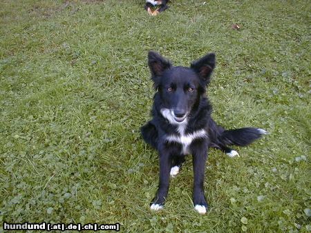 Border Collie Hunde Foto 4314 Border Collie Blaithin