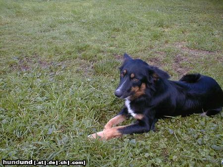 Border Collie Hunde Foto 4426 Border Collie Angel down