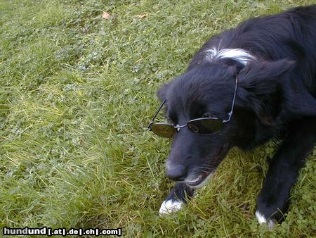 Border Collie Hunde Foto 4425 Border Collie Blaithin with sun-glasses