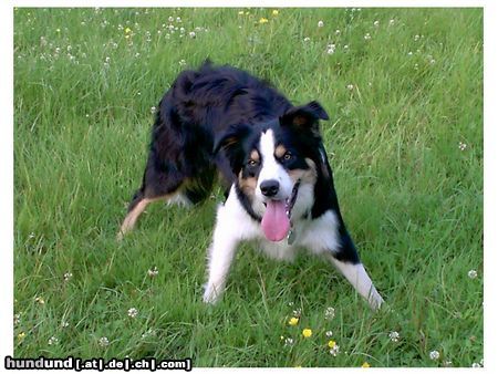 Border Collie Höchste Konzentration