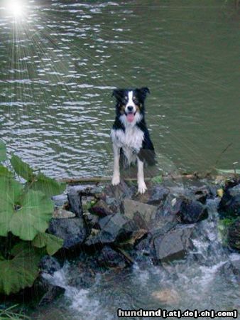 Border Collie Hunde Foto 14456 Border Collie Hey! Kommt doch auch rein!