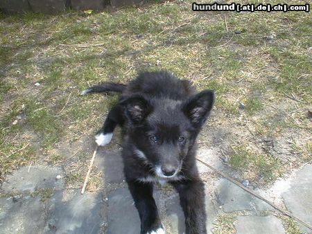 Border Collie Hunde Foto 4521 Border Collie Blaithin (puppy)