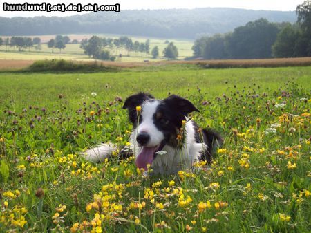 Border Collie Hunde Foto 13674 Border Collie Mein Zuhause........