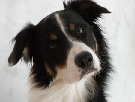 Border Collie Hunde Foto 35871 in höherer Auflösung ansehen Border Collie
