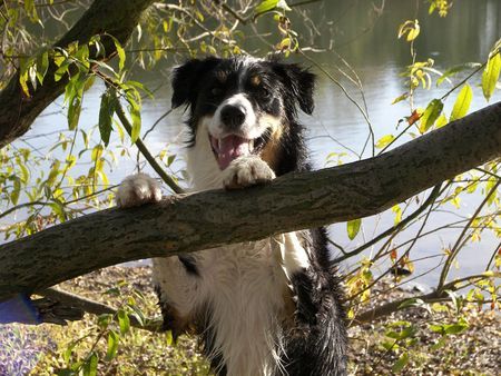 Border Collie Hunde Foto 35864 in höherer Auflösung ansehen Border Collie