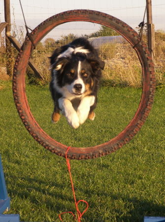 Border Collie Hunde Foto 35865 in höherer Auflösung ansehen Border Collie Agility