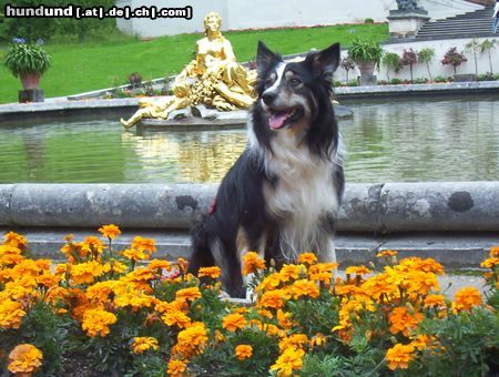 Border Collie Hunde Foto 18276 in höherer Auflösung ansehen Border Collie Meine Hündin Ronja