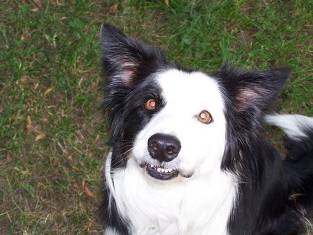 Border Collie Hunde Foto 33793 in höherer Auflösung ansehen Border Collie