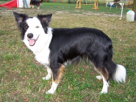 Border Collie Hunde Foto 33794 in höherer Auflösung ansehen Border Collie