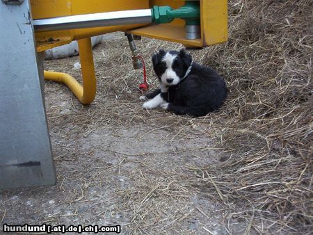 Border Collie Hunde Foto 3272 Border Collie Kleiner frecher Welpe der nur dummes zeug im kopf hat.