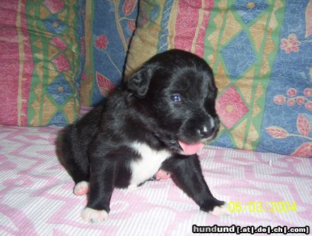 Border Collie Hunde Foto 9753 Border Collie Fly mit 2 Wochen