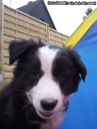 Border Collie Hunde Foto 3419 Border Collie Fly guckt doof in die Wäsche