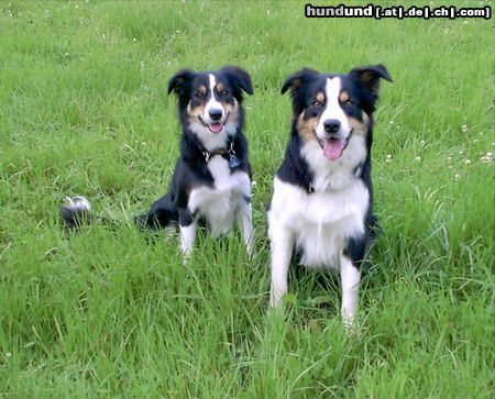 Border Collie Hunde Foto 13197 Border Collie Balu und seine gleichaltrige Schwester Brisby