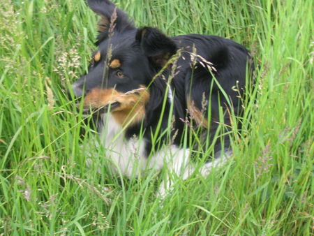 Border Collie Hunde Foto 33531 in höherer Auflösung ansehen Border Collie das ist mein Partner Rocky 1 jahr alt und ziemlich frech !